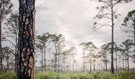 expansive wilderness not far from Miami