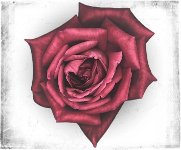 miami_rose Red Rose by Miami Photographer Tom Clark